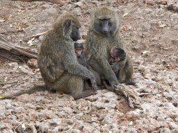 Western_Corridor2009-57